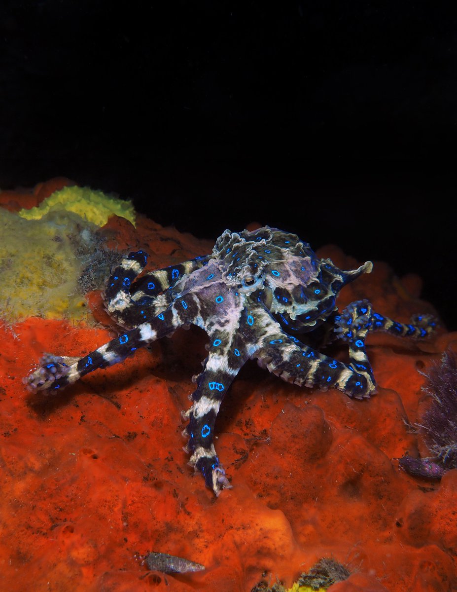 DiveLogAustrala's tweet photo. Fabulous image of a blue ringed Octopus taken by Sam Glenn-Smith at Blairgowrie Victoria with an Olympus OMD EM5 MKII camera. https://t.co/0PDKY97W3B