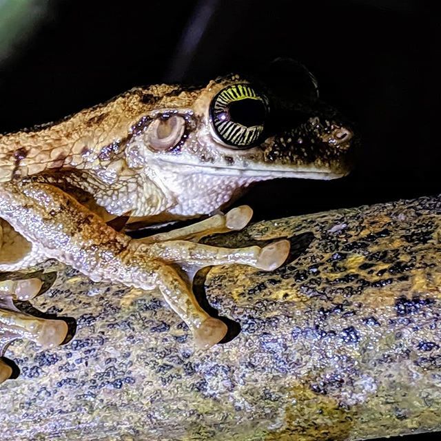 GoScifari's tweet photo. Our #ExpeditionAmazon trip with @atlasobscura is off to an amazing start. Check out the eyes on this tree #frog! 🐸 #aotrips #scifari #wildlife #ecotourism https://t.co/5GzB4722Dk