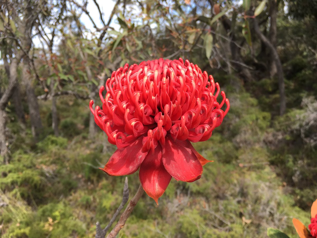 We’re in #Booderee for bird and herp surveys this week, which means it’s time for my annual Waratah appreciation tweet. #Proteaceae