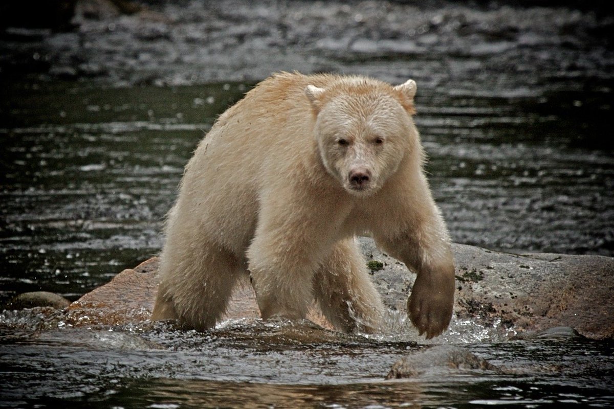 InspirationInT1's tweet photo. Adventure - Wild Animals - Danger - Excitement - Travel...All in one incredible package.  Have you heard about 'Travels with Gannon &amp; Wyatt'?  Come along as we discover this book series together... #bookaddict #nature 
https://t.co/QJE3POy923 https://t.co/TIxUuelmSN