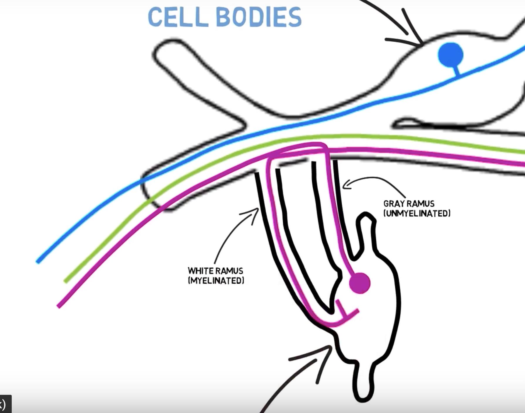Gray Ramus Communicans