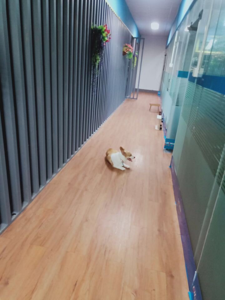 lily89618796's tweet image. joywlan dog😂