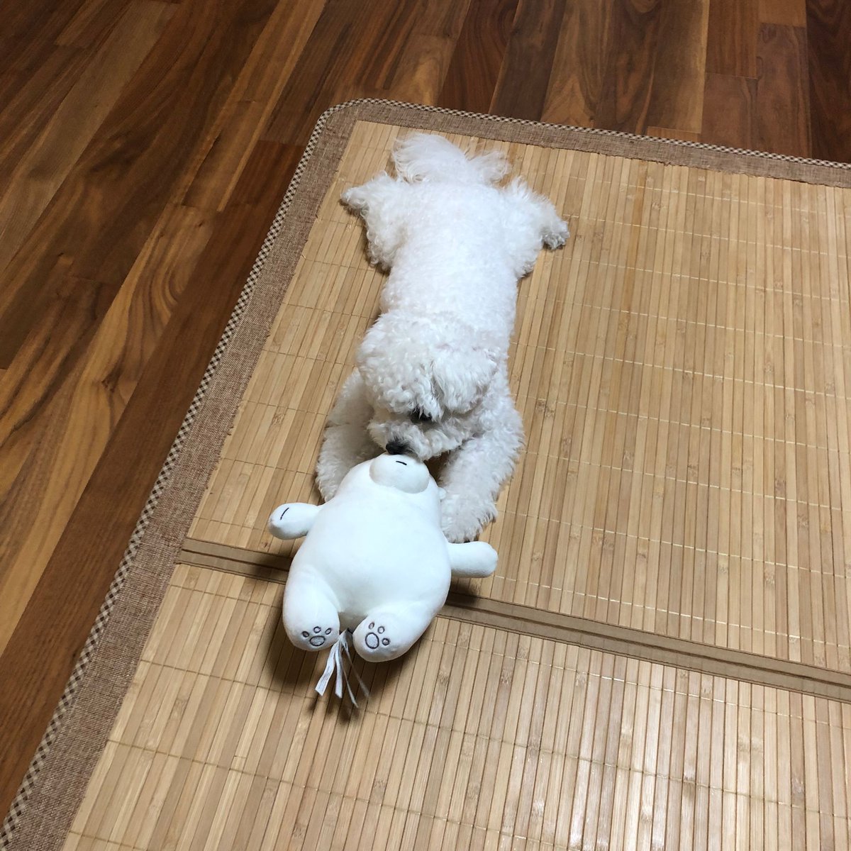 look who's turning 1 year old today!! happiest birthday to our precious baby, angkko! 🎂🎉💗 #HappyAngkkoDay