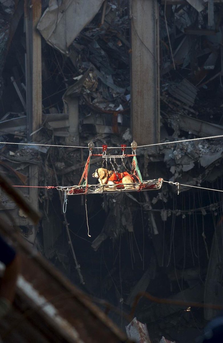 Muchos Lomitos participaron en las labores de rescate en la tragedia de la Torres Gemelas 🐶Gracias por siempre dar todo, sin esperar mas que una caricia o un abrazo a cambio 🙏🏽#911Anniversary #NeverForget
