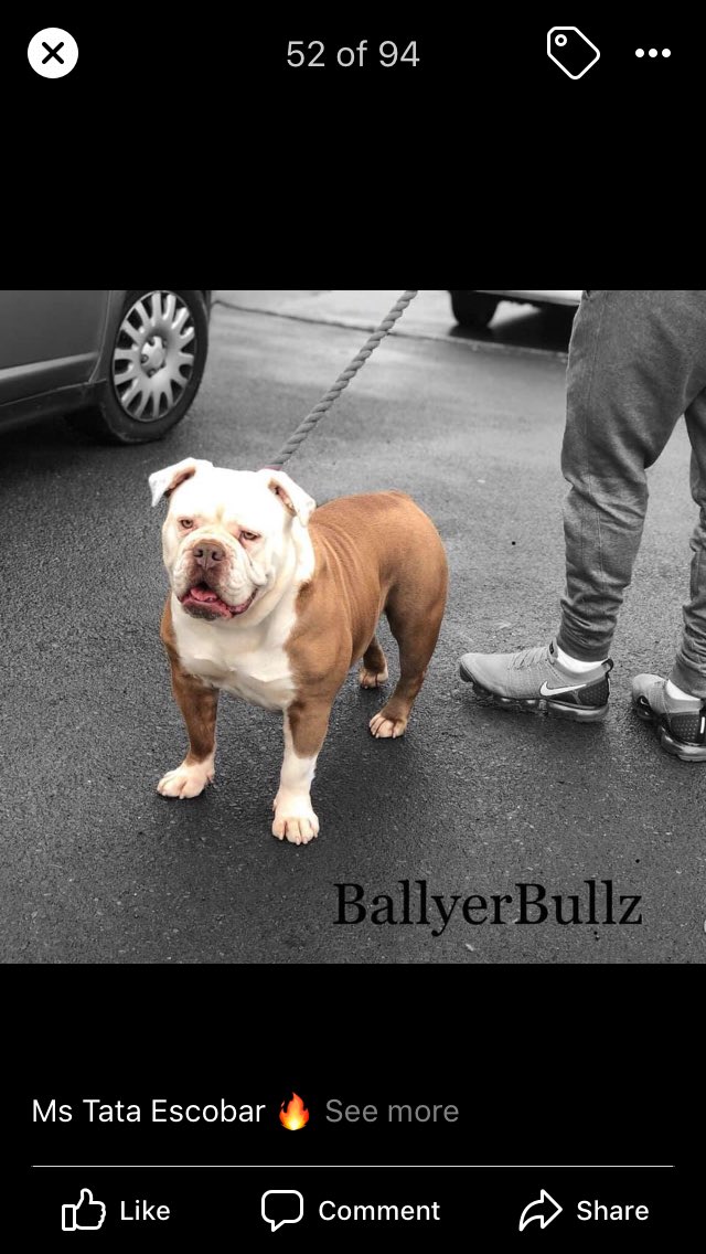 HEFFO19's tweet photo. Charlie the bulldog &amp; his mother and father Tata &amp; Buggy #bulldog #BulldogNation #ballyerbullz #bulldogireland #BulldogPride https://t.co/g16m2qXApx