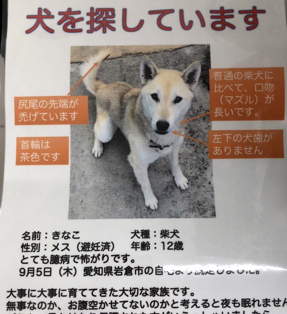愛知県 犬を探しています 柴犬 Aichi Wanko Twitter