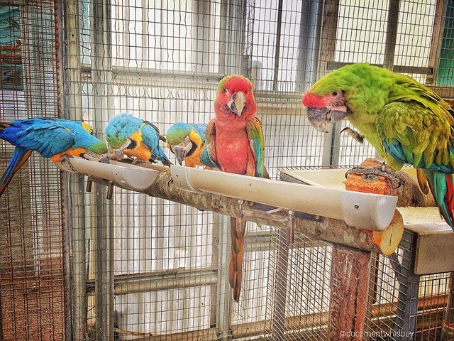 DocumentWhidbey's tweet photo. Feeding time!!! #macaws #birdrescue #rescueparrot #endangeredspecies https://t.co/Ar2bfx6xbU https://t.co/LohHtjSTZT