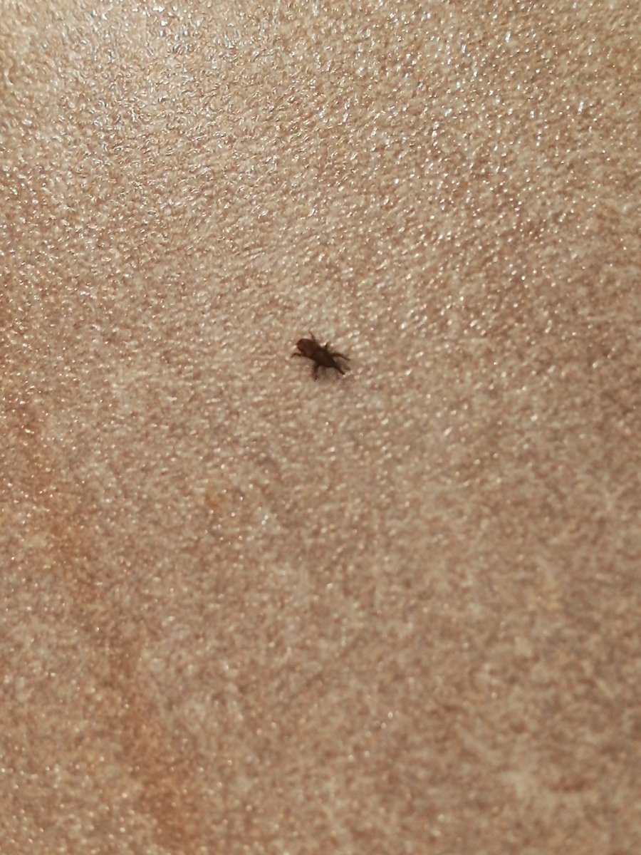 米虫 コクゾウムシ の駆除方法 部屋の中にいたらどうしたらいい 片付け嫌いの断捨離