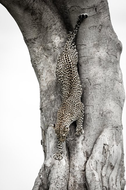 Fotospeed tweet media