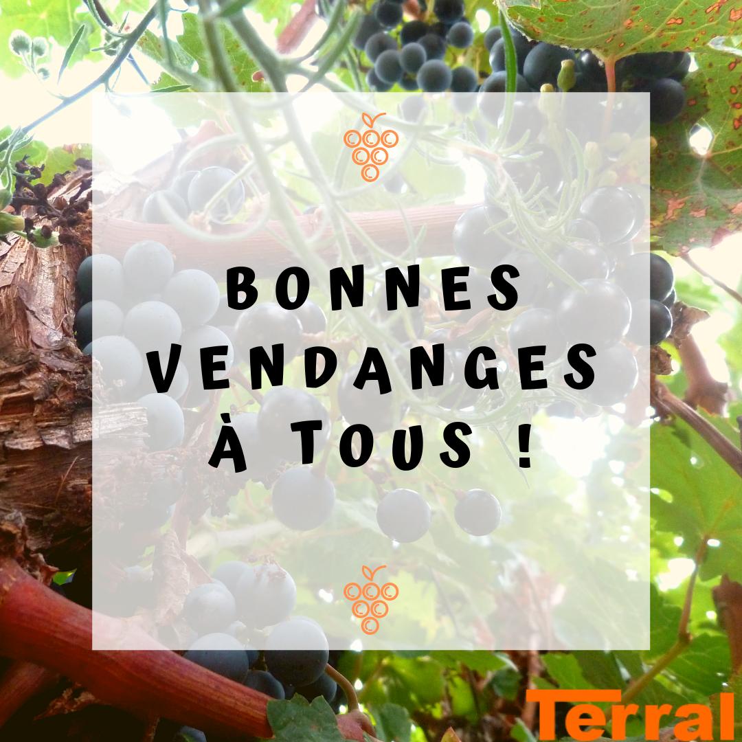 EtsTerral's tweet photo. Top départ pour les vendanges partout en France. Comment se passent-elles chez vous ? Dîtes-nous tout !

#terral #viticulture #arboriculture #horticulture #agriculture #materiel #vendanges #harvest https://t.co/idPbOF1557