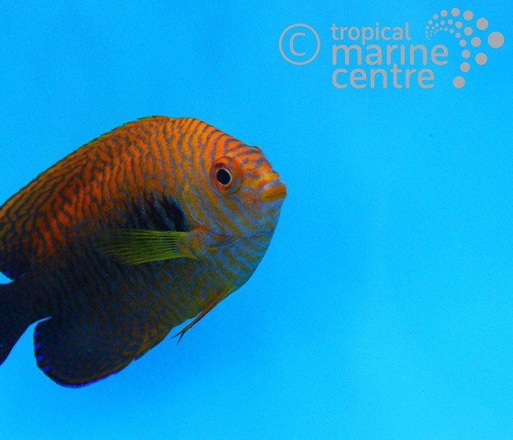 TropicalMarine's tweet photo. Colour mainly orange to deep yellow with blue vertical bars overall. The amount of the orange/yellow may vary individually. Some specimens have dark broad bands on centre of body, while some are reddish pink with dark bars.
#tropicalmarinecentre #pottersangel #centropygepotteri https://t.co/vE1VYJbdxA