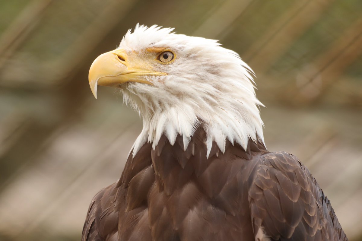 めもるか 7 ヘビクイワシ 学名 Sagittarius Serpentarius こんなに美しい鳥がいたなんて って思うほど美しい鳥 まつ毛がとても長く 圧倒的美女のオーラを感じる 名前の通りヘビを食べる 脚でゲシゲシ蹴って仕留めるらしい 東武動物公園でバードショー