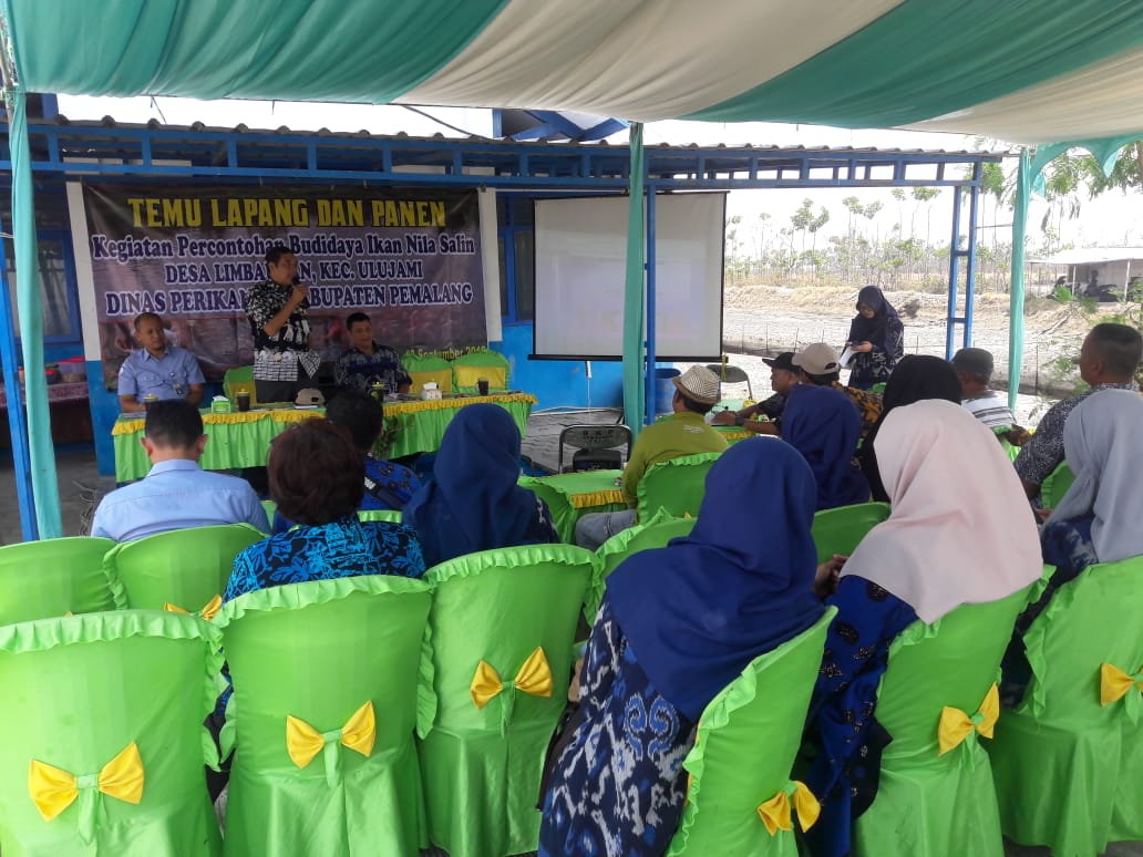 indrawan_ady's tweet photo. Temu lapang &amp; panen keg. Percontohan budidaya ikan nila salin di Desa Limbangan Kec. Ulujami Kab. Pemalang besama dengan para pelaku usaha perikanan budidaya @disperik_pml @puslatluhkp @BRSDM_bp3tegal @susipudjiastuti https://t.co/i9nB8SIbTe
