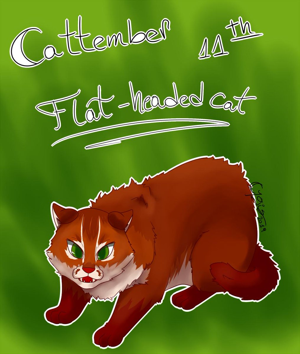 MarinaCygiscat's tweet photo. It's been difficult this week to finish this drawings on time but no matter what I'll post everyone of them.
This one is #Cattember 11th day, a flat headed cat
#cattember2019 #challenge #digital #digitalart #digitaldrawing #illustration #cat #flatheadedcat #feline #wild https://t.co/Odu8lIQPpu
