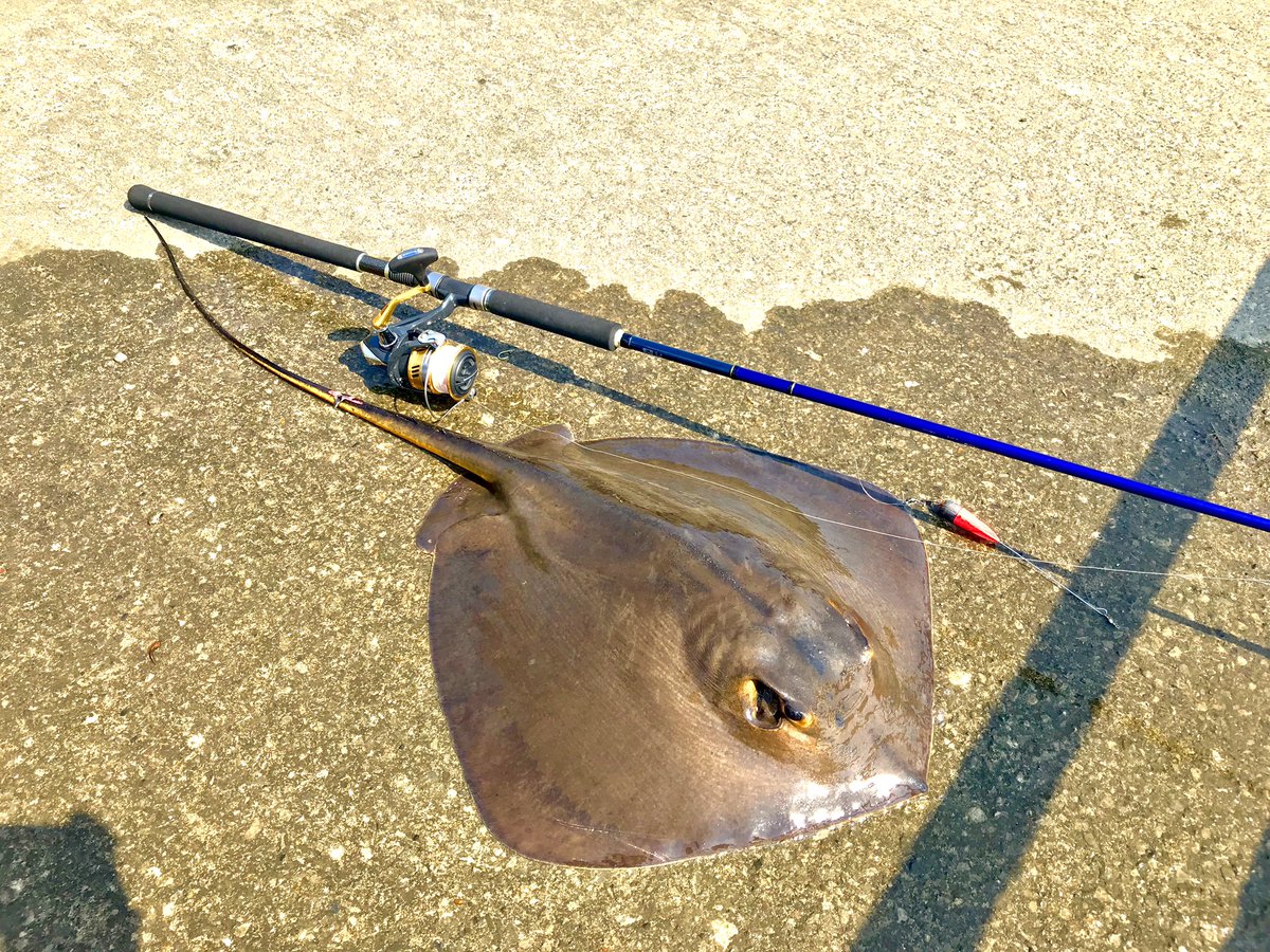 すがい 昨日釣りサーの面々と千葉県浦安市境川河口付近へエイ釣りに行ってきまして 釣果はアカエイ4匹ハゼ数十匹でした またこの釣行はこばたついてこそなので彼に感謝を