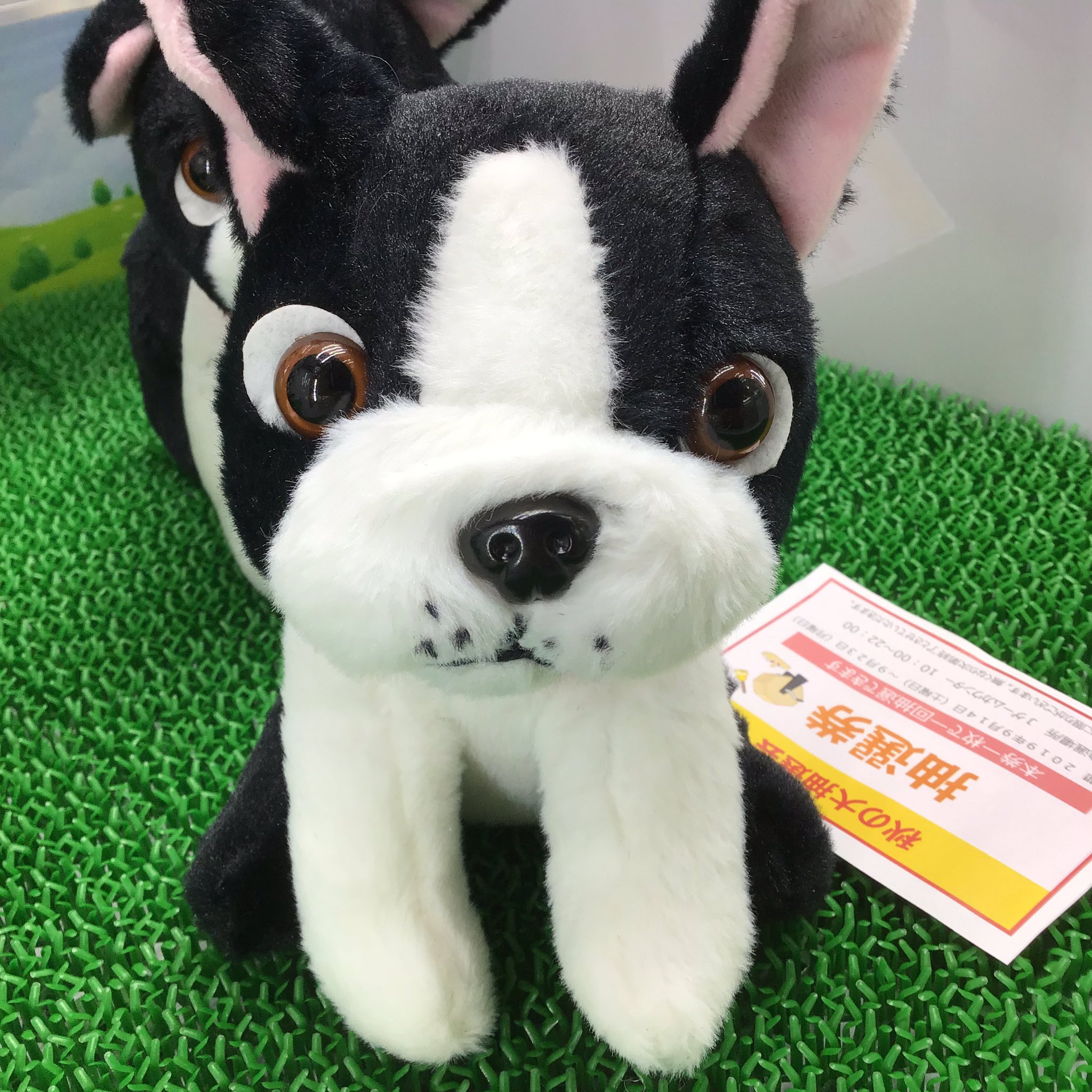 大牟田j Game A Twitter 景品情報 ボストンテリアのボスティ かわいいポーズのぬいぐるみです 全3種 ぜひ連れて帰ってね 大牟田 Jゲーム ゲームセンター Ufoキャッチャー クレーンゲーム ボストンテリア ボスティ ぬいぐるみ かわいい 大牟田j Game A Twitter 景品情報 ボストンテリアのボスティ かわいいポーズのぬいぐるみです 全3種 ぜひ連れて帰ってね 大牟田 Jゲーム ゲームセンター Ufoキャッチャー クレーンゲーム ボストンテリア ボスティ ぬいぐるみ かわいい