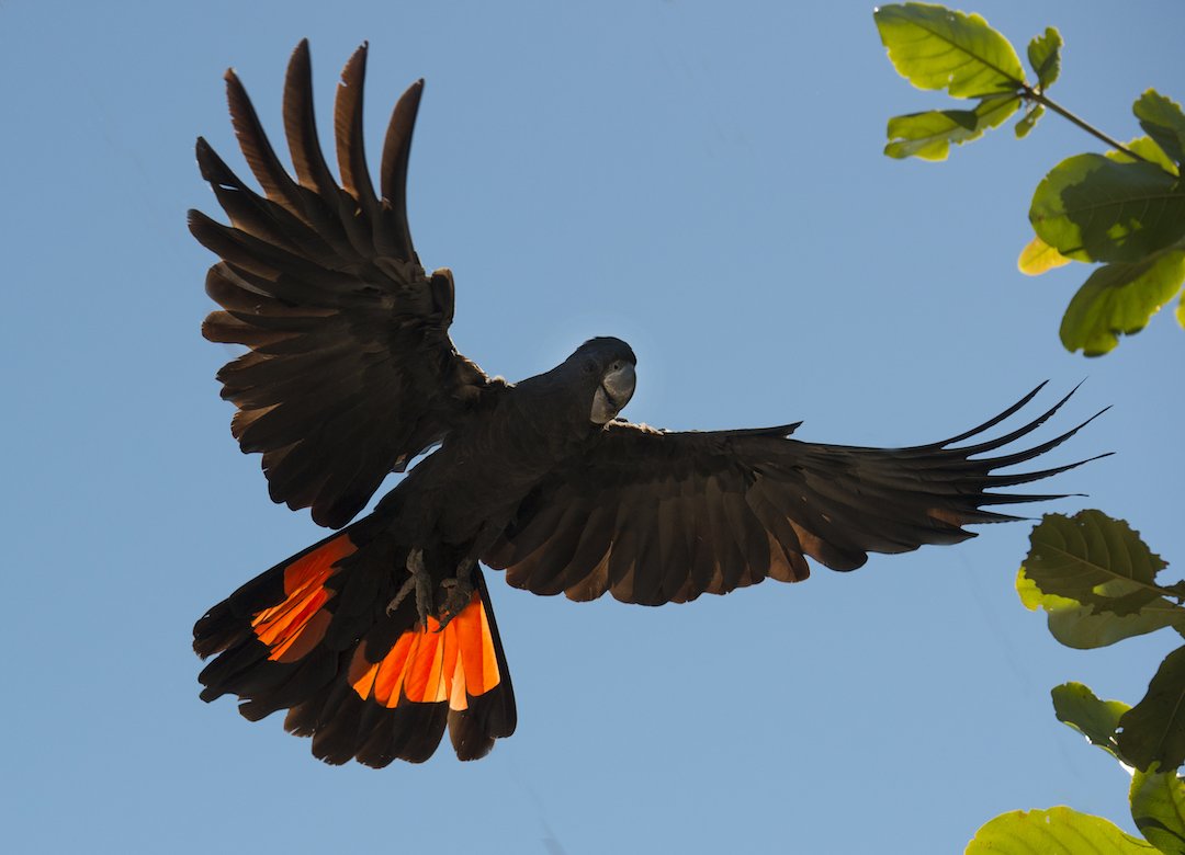 City of South Perth (@citysouthperth) on Twitter photo Do you have a spare 20 minutes to help count the birds in your backyard or local park? 🐦🦅 From 21-27 October 2019, <a href="/BirdlifeOz/">BirdLife Australia</a> is calling on all Australians to take part. Simply download the Aussie Bird Count app and register your details athttps://aussiebirdcount.org.au. Do you have a spare 20 minutes to help count the birds in your backyard or local park? 🐦🦅 From 21-27 October 2019, <a href="/BirdlifeOz/">BirdLife Australia</a> is calling on all Australians to take part. Simply download the Aussie Bird Count app and register your details athttps://aussiebirdcount.org.au.