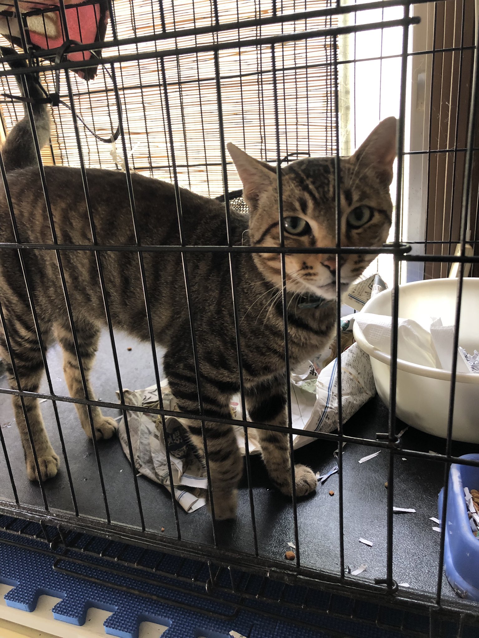 Lu Lei Koji 迷子の猫ちゃんが釜石保健所さんに保護されています 口に釣り針が引っかかってケガをしていた猫ちゃんが保護されています 保健所さんが動物病院で治療済です 飼い主さん早く迎えに来てあげて下さい 岩手県 釜石市 唐丹町 唐丹