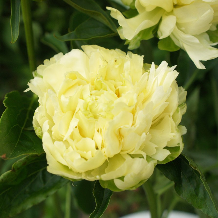 赤塚植物園オンライン 花の音 立てば芍薬 座れば牡丹 花だけ見ていると違いが分かりづらいですが 芍薬は宿根草 牡丹 は落葉低木 というわかりやすい違いがあります どちらも美人の代名詞にふさわしい華やかで可憐な花姿で 誰を選んでいいか目移り