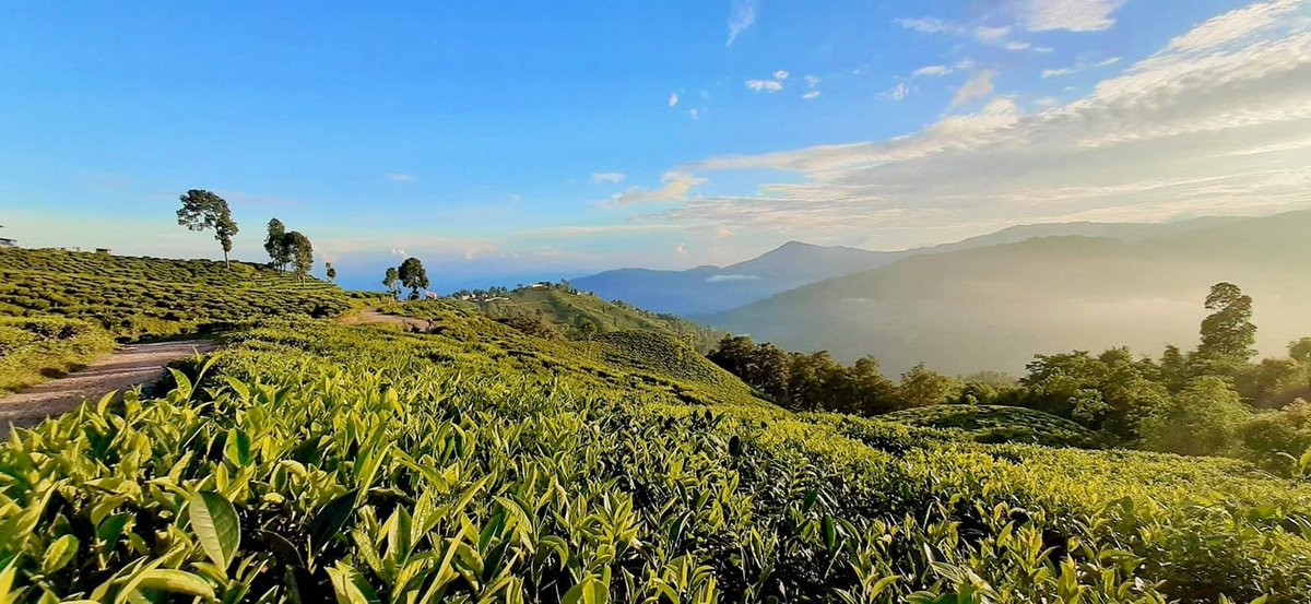 MadhavGme's tweet photo. #visitnepal2020 #teagarden #capitaloftea #ilamnepal #localtourism photo : Hari Gurung https://t.co/0O4R73G4uT