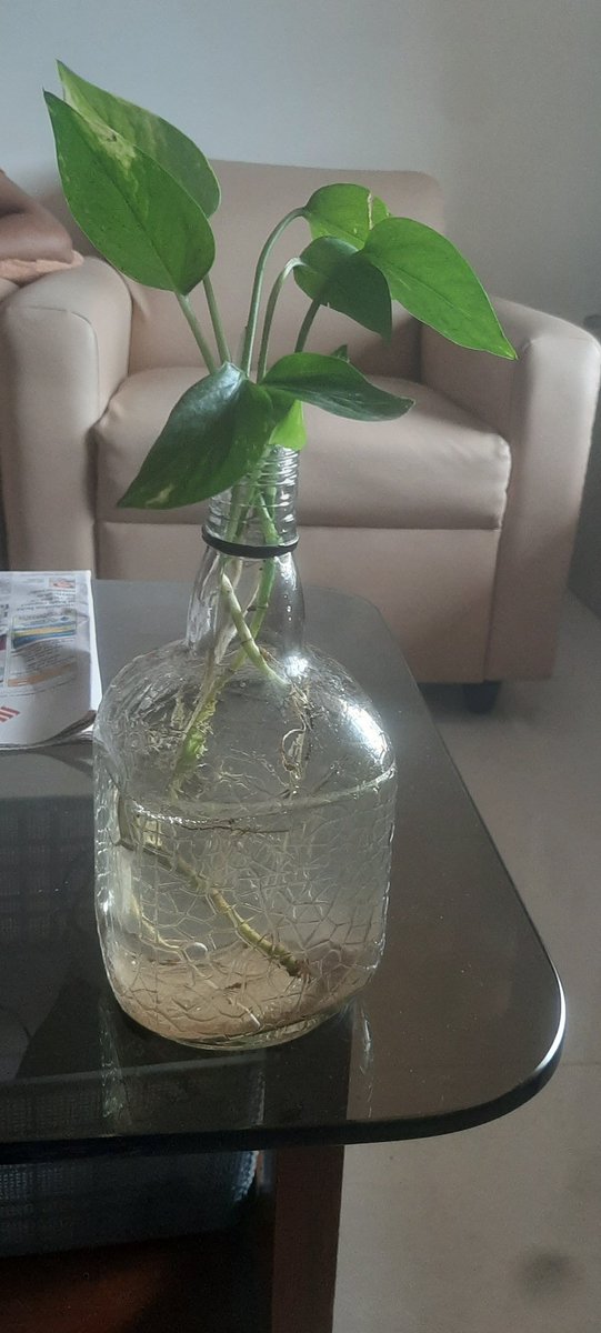 ledygarga's tweet photo. This is our money plant. We have named it Rashi. My roommate wants to call it Dhanno 🌱💚 https://t.co/dMUxU7DgzT