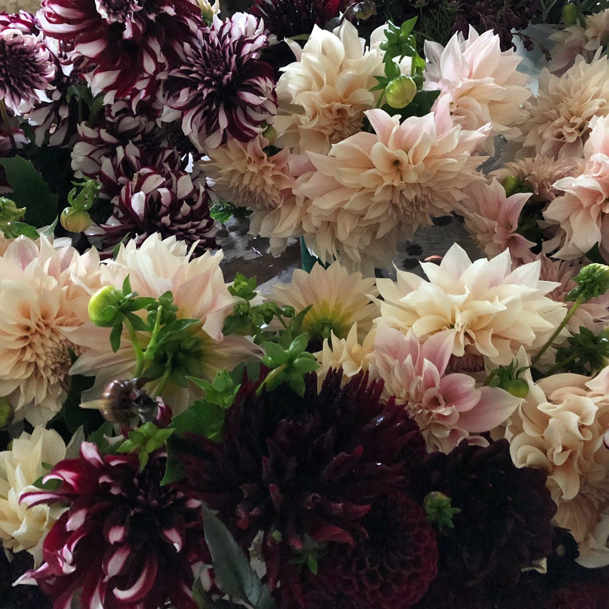 Starting the day with this little lot to ply with. #studiobarn #grownnotflown #britishflowers #dahlias #somersetwedding #somersetflowers #somersetflorist