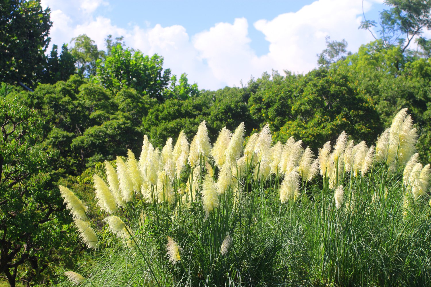 טוויטר 長居植物園 בטוויטר モップみたい 写真は パンパスグラス です 和名はシロガネヨシ 巨大化したススキのような姿をしています ボリューミーな花穂は切り花やドライフラワーにも利用されます 実は この植物には雄株と雌株があり 写真のように穂が