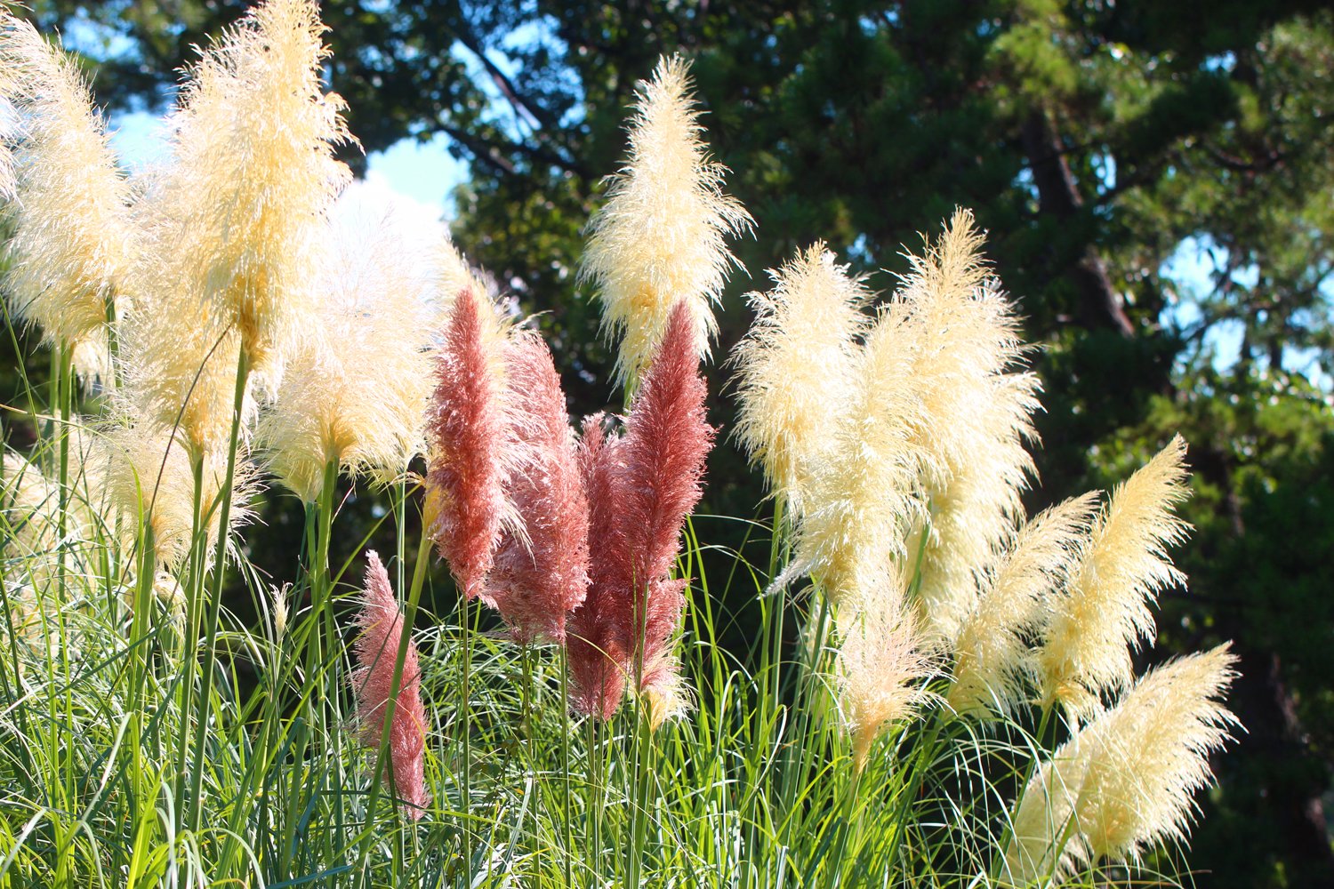 長居植物園 モップみたい 写真は パンパスグラス です 和名はシロガネヨシ 巨大化したススキのような姿をしています ボリューミーな花穂は切り花やドライフラワーにも利用されます 実は この植物には雄株と雌株があり 写真のように穂がもふもふ