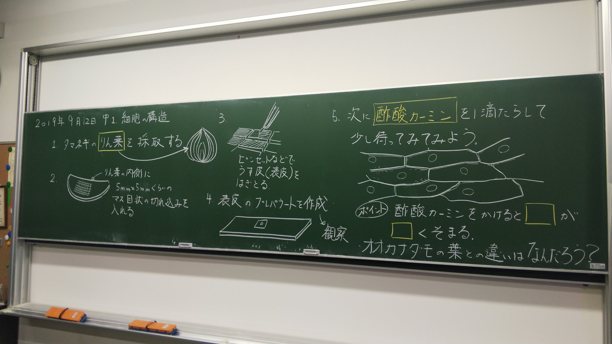 Twitter 上的 理科教師とらふずく 今日は簡単 タマネギのりん葉の観察 切って剥いで酢酸カーミンたらすだけ のはずが 生徒たちは夏休みを経て顕微鏡の使い方を忘れてしまった子もいるみたい 時数に余裕のあるクラスだし 明日は一学期の復習にするか T