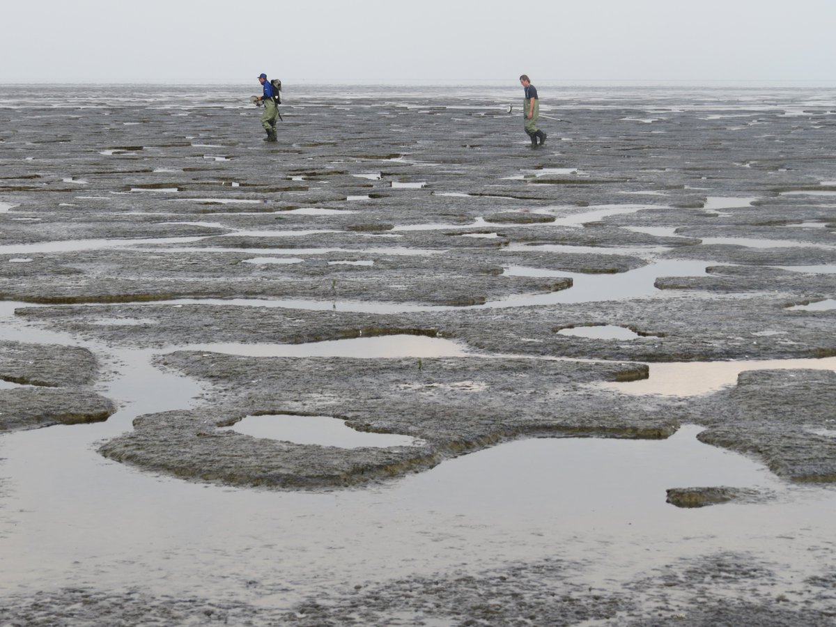 IADCDredging's tweet photo. New article:
The #Mud Motor: A beneficial use of dredged sediment to enhance salt marsh development.
Read the article: https://t.co/GZDMsvQcBv
Authors: Erik van Eekelen (#vanoord, @EcoShapeBwN), @MartinBaptist (@WUR)
#dredging #iadc #terraetaqua #mudmotor #co2footprint https://t.co/t3RaTwchH1