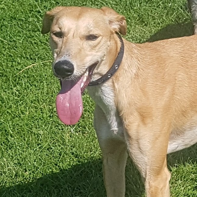 Nightowl400's tweet photo. Cadi
Beano
Flora and
Rupert @moorlandsrescue in Condover near Shrewsbury β€
Lovely lurchers all down on their luck and looking for love today, please help?
Email Sue at moorlandskennels@hotmail.com for more info #TeamZay #RESCUE #adoptdontshop #shropshire #pointypal β€β€β€ https://t.co/i6leaZHGEV