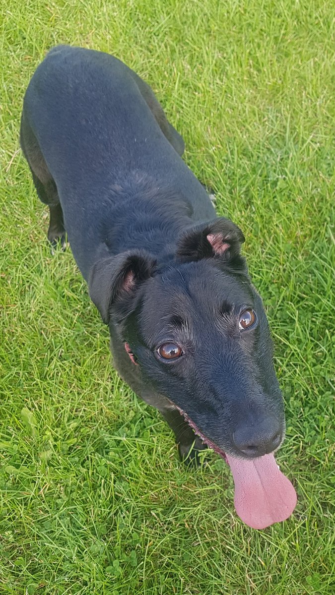 Nightowl400's tweet photo. Cadi
Beano
Flora and
Rupert @moorlandsrescue in Condover near Shrewsbury β€
Lovely lurchers all down on their luck and looking for love today, please help?
Email Sue at moorlandskennels@hotmail.com for more info #TeamZay #RESCUE #adoptdontshop #shropshire #pointypal β€β€β€ https://t.co/i6leaZHGEV