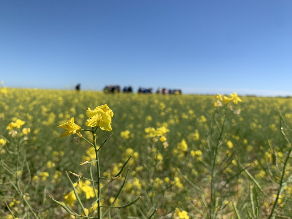 AnnabelleGarra1's tweet photo. Looking at @CSBPfertilisers trials in #Canola in #Mullewa. Forgot that I left Lee in the car, at least she is strapped in and traveling safely though! #MDFI #MalleefowlMascot https://t.co/bL5JkeQ7iv