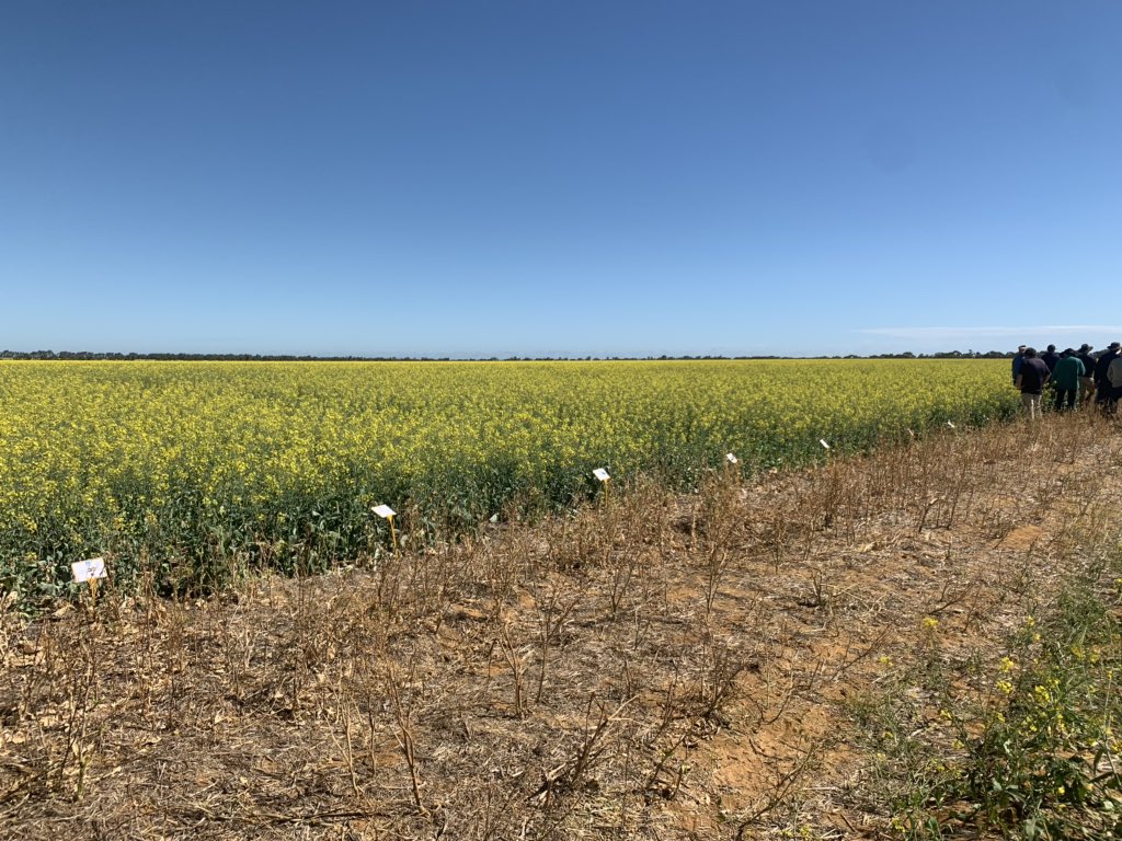 AnnabelleGarra1's tweet photo. Looking at @CSBPfertilisers trials in #Canola in #Mullewa. Forgot that I left Lee in the car, at least she is strapped in and traveling safely though! #MDFI #MalleefowlMascot https://t.co/bL5JkeQ7iv