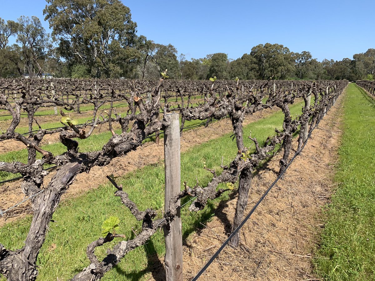 Vines are on the move! Good luck to all grape growers with the new season about to crank. #anzagribusiness #mclarenvale <a href="/wilsonsaAnz/">Darren Wilson</a> <a href="/ANZ_AU/">ANZ Australia</a>