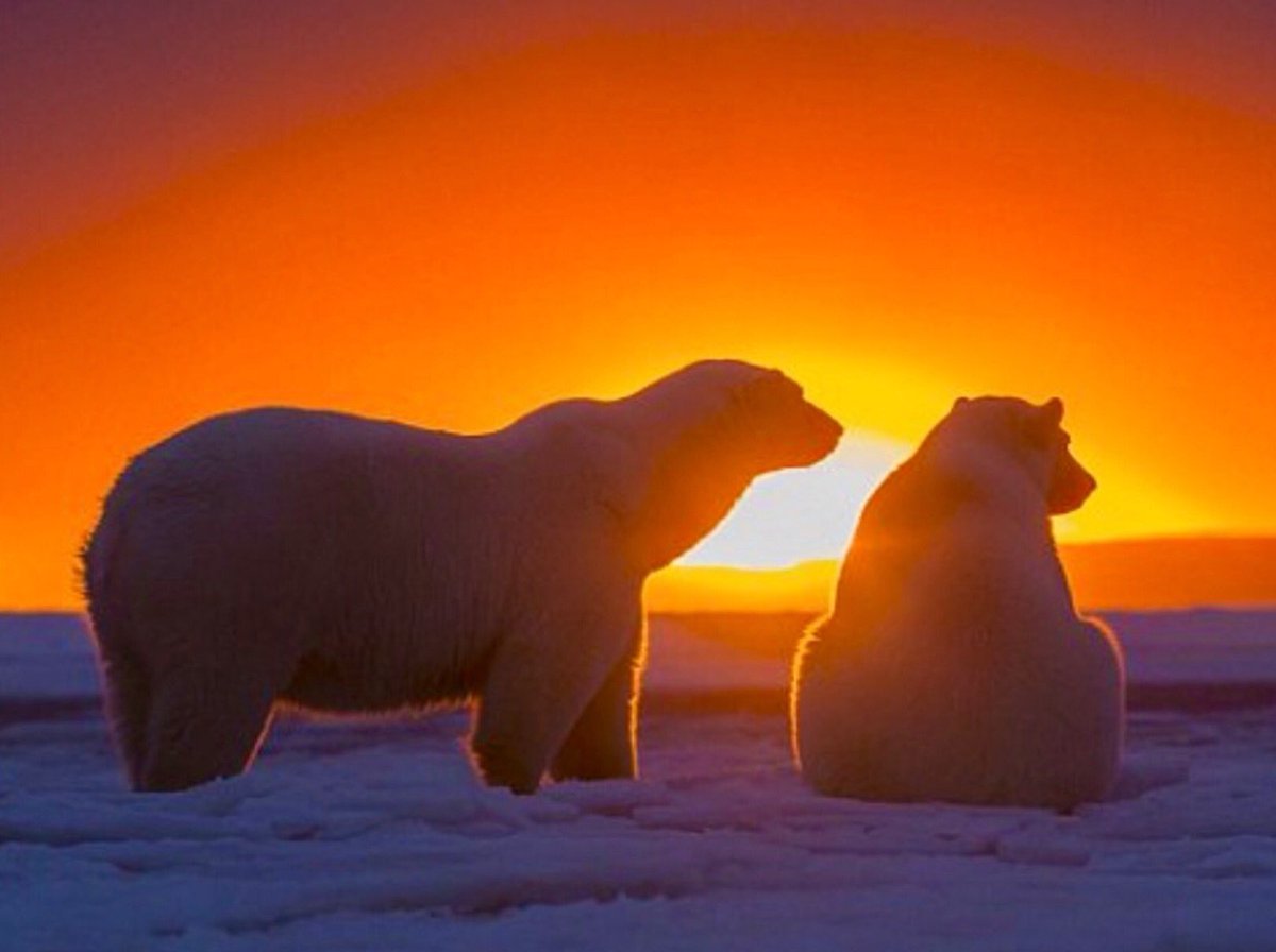 sweetrhythms's tweet photo. Thanks so much for all of your responses to my tweets and your beautiful #photos. One more early morning tomorrow ... I'll post before I leave :)

Pic via @Crystal_Fishy @mako761178 https://t.co/Qeo0jK76mc