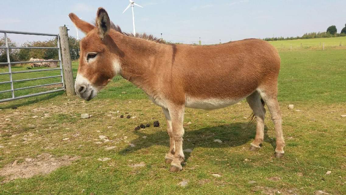 Exciting news, this is our blooming Saffron, expecting a baby minidonk in June next year #minidonks #TherapyPet