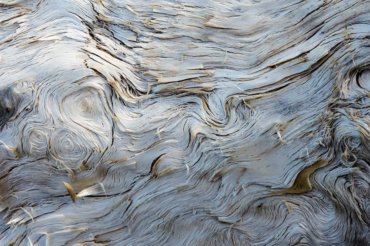 robstract33's tweet photo. 3 from the #beachwood series ... same as the #burntbeachwood series I like the #textures,#lines #shapes in these #images also ... can be described as #abstractphtography #blackandwhitephotography or #closeup &amp; #macro maybe even #minimalist ... https://t.co/4mR8PMkkdb