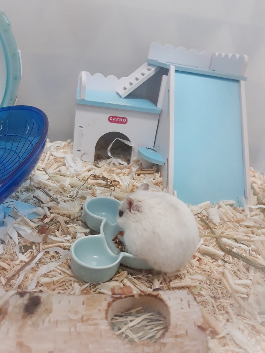 집에가서 우리 털몽치들 와랄라하고싶다..