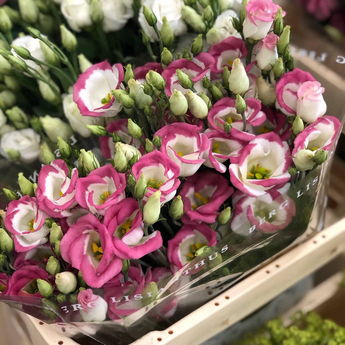 DutchFlowerAD's tweet photo. Lovely lizzies, always a firm favourite! 😍 https://t.co/qMIngJJNh5