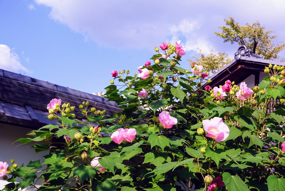 酔芙蓉 酔芙蓉