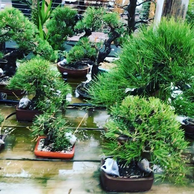 bonsaimatsu's tweet photo. Spring time in the garden and the Japanese Black Pines have just had their first feed for the season. #bonsai #bonsaimatsu #japaneseblackpine #bonsaifeeding #bonsaigarden #bonsaicollection #bonsaifromaustralia Watch #Instavideo:https://t.co/LaB50GQwhB https://t.co/hiIQ9adgSb