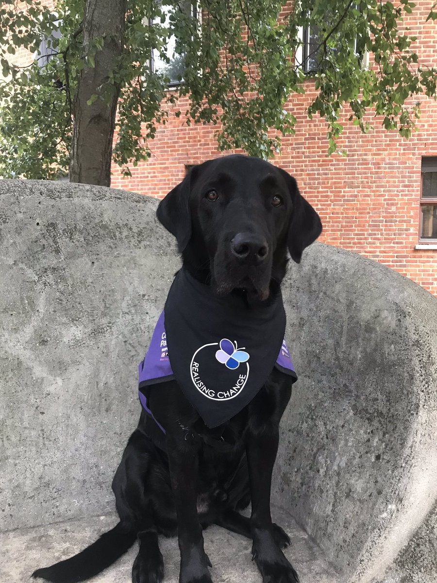 RealisingTh's tweet photo. This Beautiful Boy is called Kingston he is a life saving Assistance dog to one of our members and our Group Mascot who proudly wears his Realising Change bandana to events https://t.co/5Q3cWqU0JP