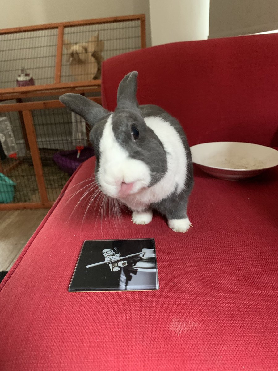 WafflesWillow's tweet photo. Waffles says happy Thursday people and bunpals #rabbits #sofarabbit #tongueout #thatface #cute #BunniesOfTwitter 🐰🐰 https://t.co/fgAwpTf9WA