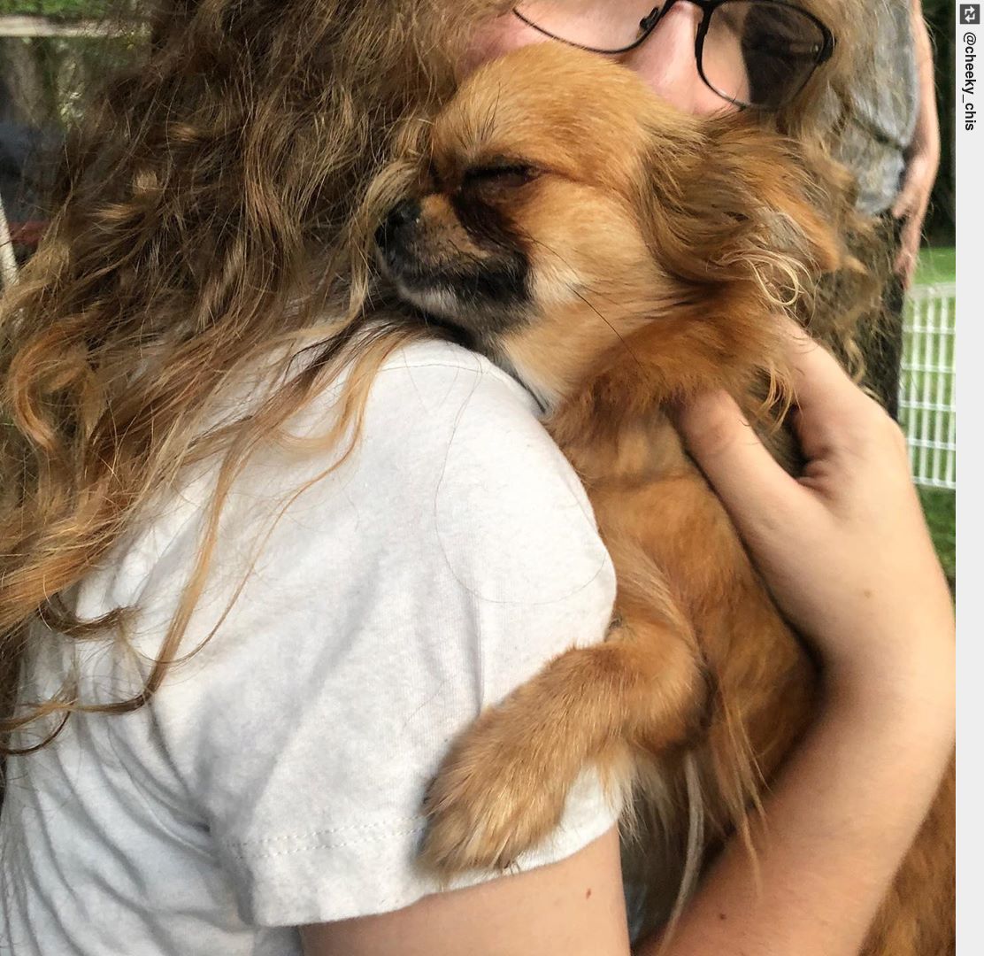 IngloriousDogs's tweet image. Sometimes we don’t know how much we need one until we get one. . . #Hugs #HugsMakeEverythingBetter . . . . #LoveIs #puppy #puppies