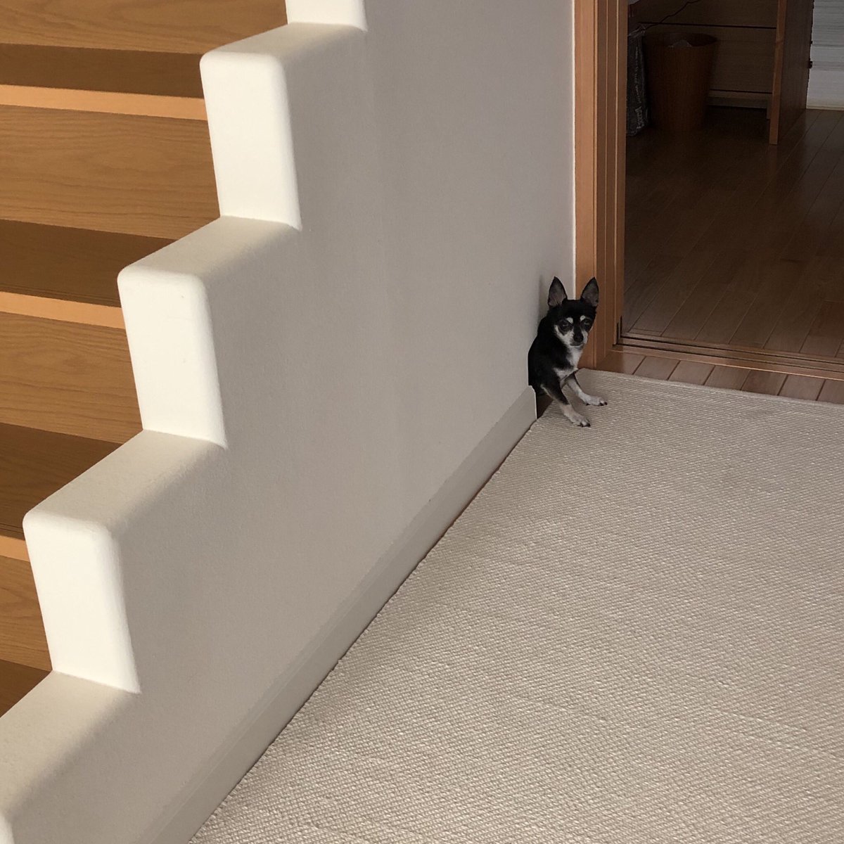 東海えりか No Twitter 壁からニョキっとキキさん登場 階段下に犬は部屋があります Chihuahuaた チワワ チワワの日常 東海えりか No Twitter 壁からニョキっとキキさん登場 階段下に犬は部屋があります Chihuahuaた チワワ チワワの日常