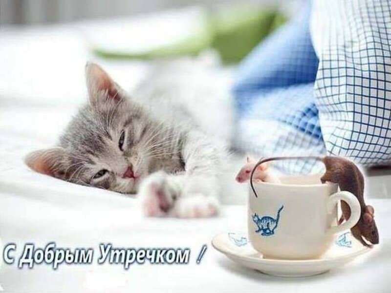 Картинки с кошками доброе утро девушке, картинки