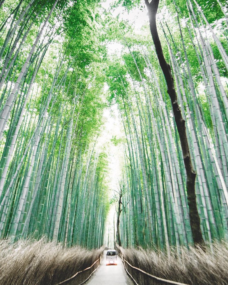 The contrast of Japan Photos shot by Connor Surdi IG: instagram.com/connorsurdi/ #travel