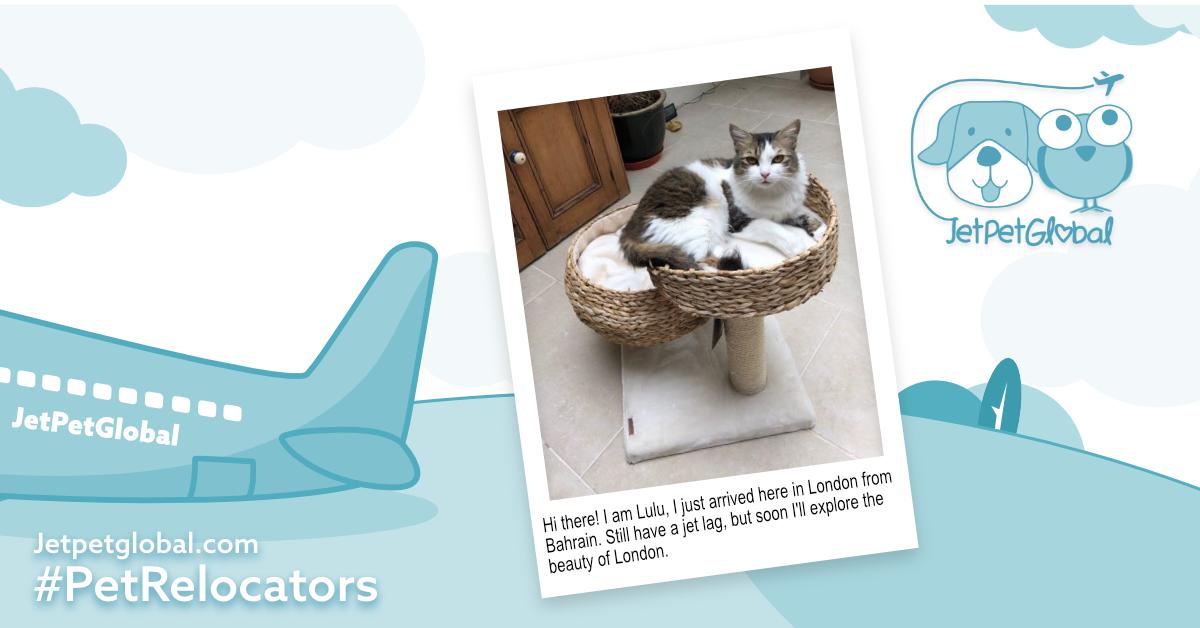 JetPetGlobal1's tweet photo. Hi! I am Lulu, I travelled from #Bahrain to #London. I really love my new #Home Mommy is giving me a lot, lots of love😻. Thank you JetpetGlobal for #reuniting me and all the #furbabies with our #furparents #FromandToBahrain -Lulu #petshippingservices #bestpetrelocationinbaharain https://t.co/u8JbhFgv5v