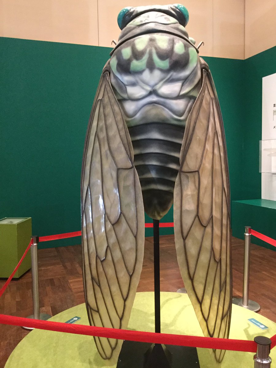 てつこ در توییتر 特別展 昆虫 の音声ガイド 香川照之さんが全力で語りかけてくれるのでカマキリ先生の課外授業みたいだった 昆虫 採集の道具や服装 標本の作り方 研究手法なども展示されているので 昆虫に興味がある人は面白いと思います まさか 蚊の標本も てつこ در توییتر 特別展 昆虫 の音声ガイド 香川照之さんが全力で語りかけてくれるのでカマキリ先生の課外授業みたいだった 昆虫 採集の道具や服装 標本の作り方 研究手法なども展示されているので 昆虫に興味がある人は面白いと思います まさか 蚊の標本も